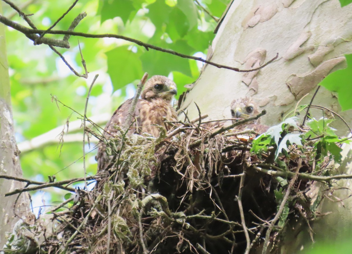 Red-shouldered Hawk - Michael Bowen