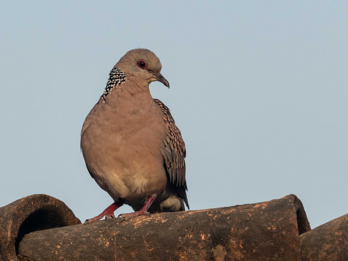 Spotted Dove - Jean-Louis  Carlo