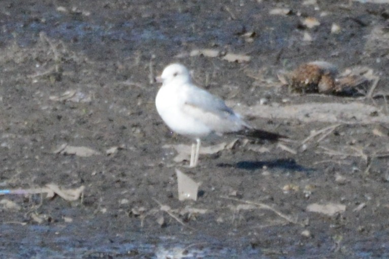 Ring-billed Gull - Cathy Pasterczyk