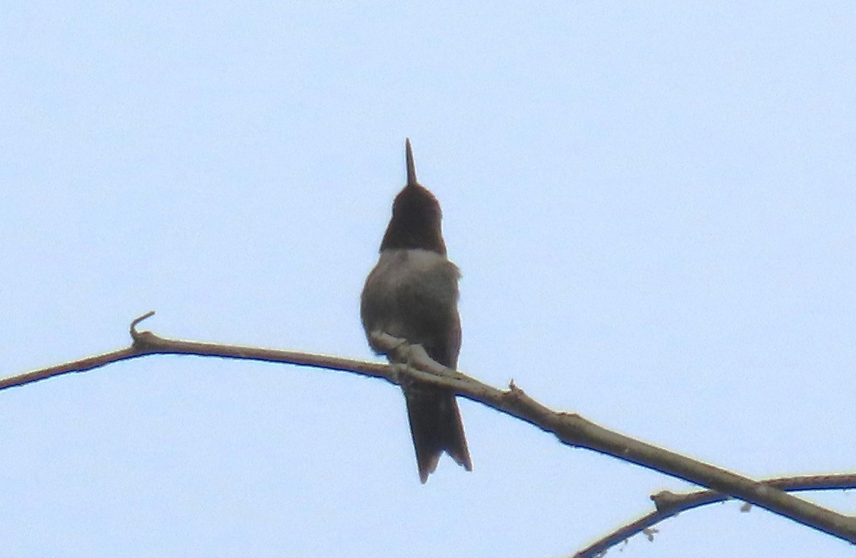 Ruby-throated Hummingbird - Michael Bowen