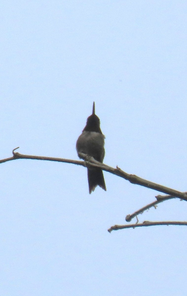 Ruby-throated Hummingbird - Michael Bowen