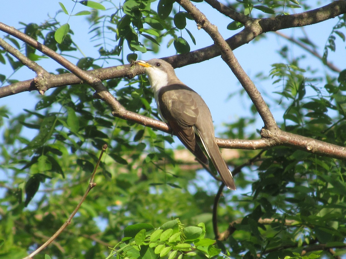 Yellow-billed Cuckoo - ML619571009