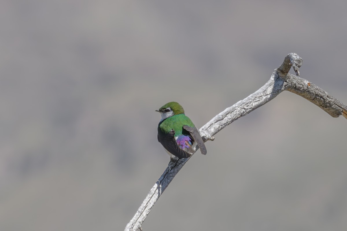 Violet-green Swallow - Joe Ventimiglia