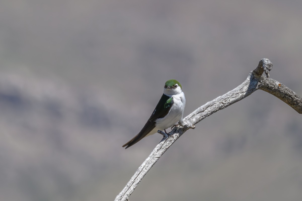 Violet-green Swallow - Joe Ventimiglia