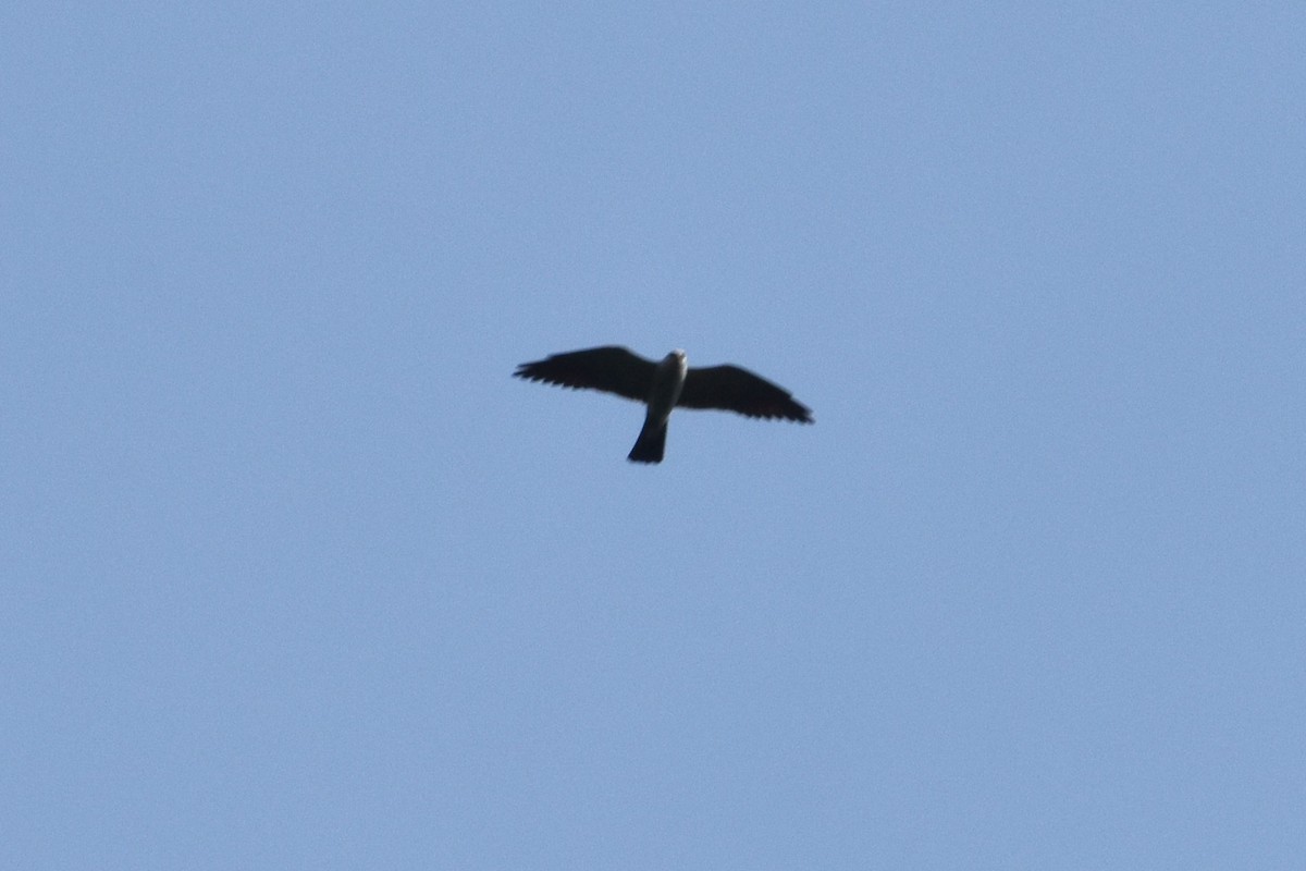 Mississippi Kite - Bill Boeringer