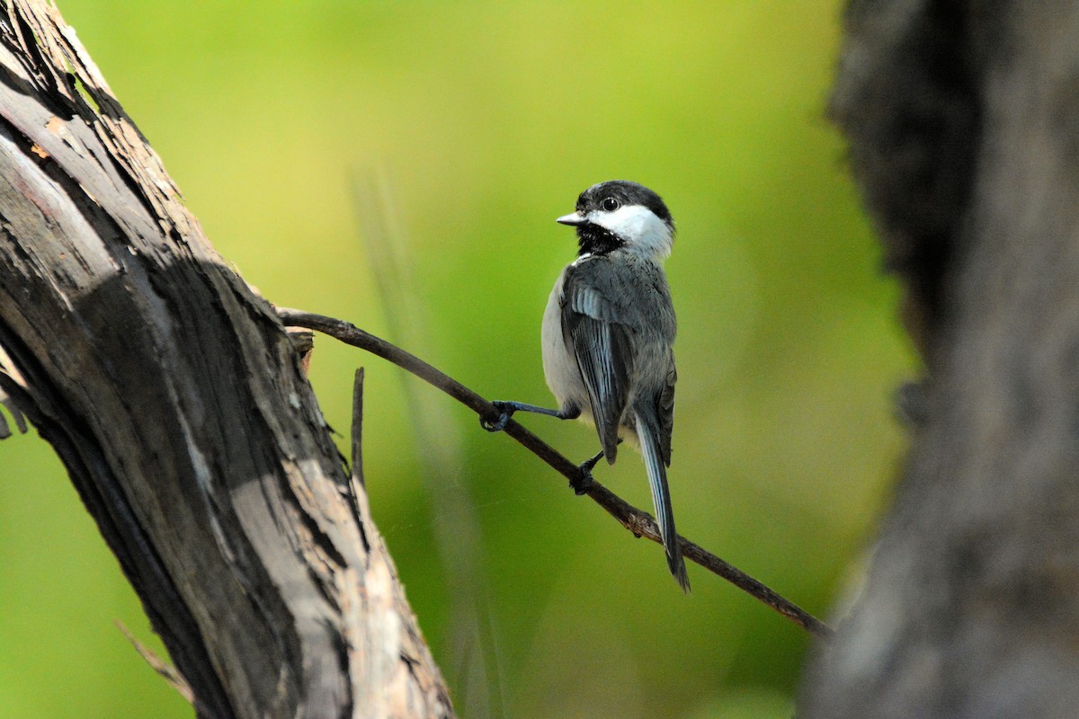 Black-capped Chickadee - Janette Vohs