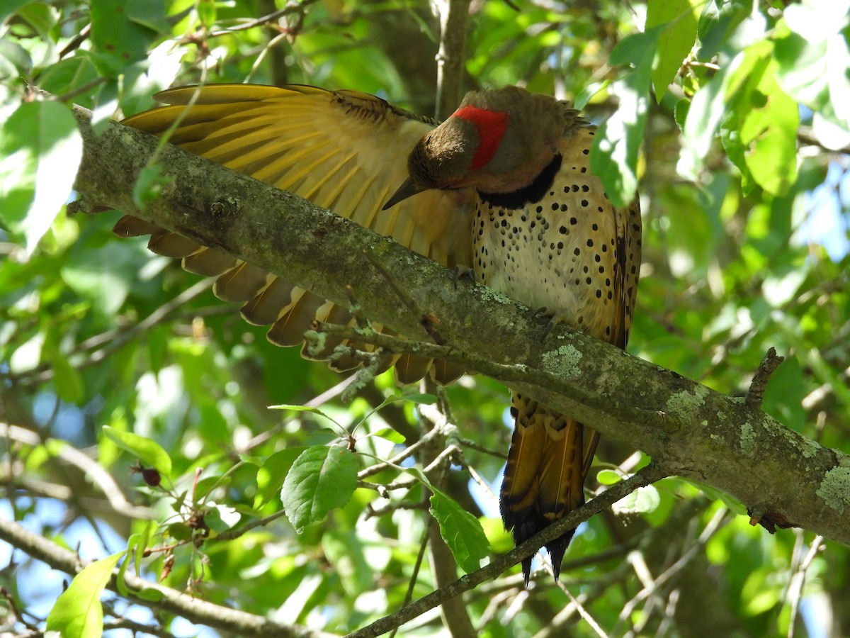 Northern Flicker - Jeff Fengler