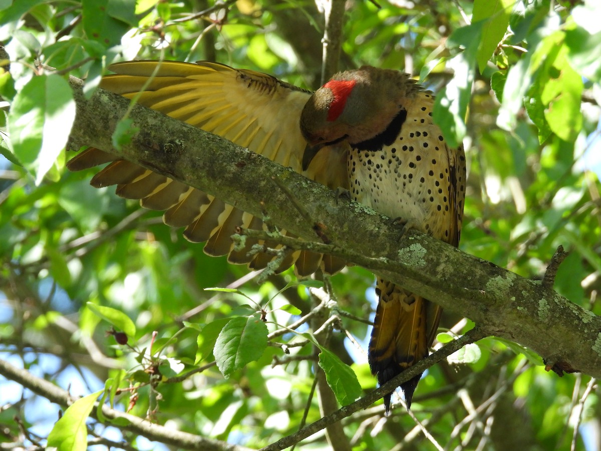 Northern Flicker - Jeff Fengler