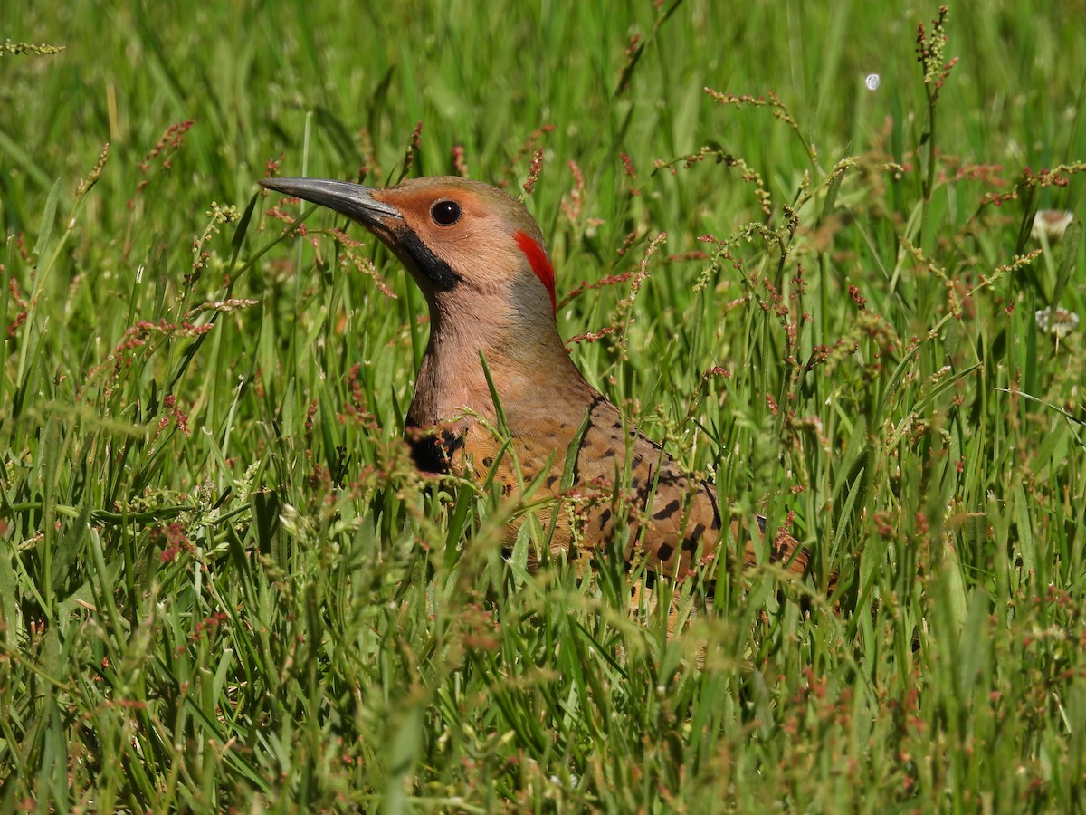 Northern Flicker - Jeff Fengler