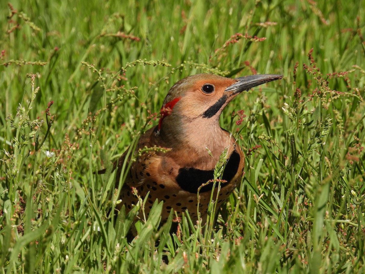 Northern Flicker - Jeff Fengler