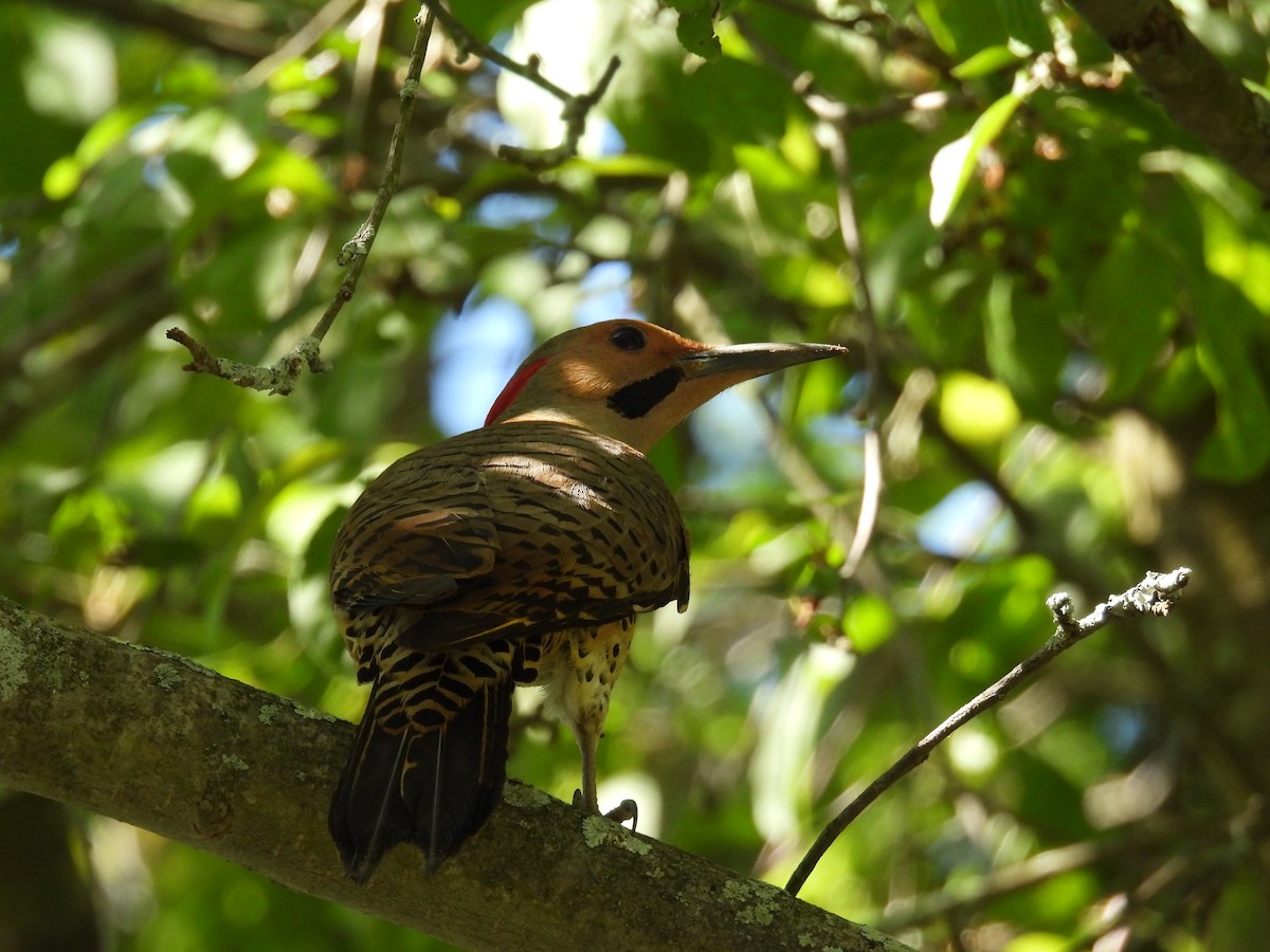 Northern Flicker - Jeff Fengler