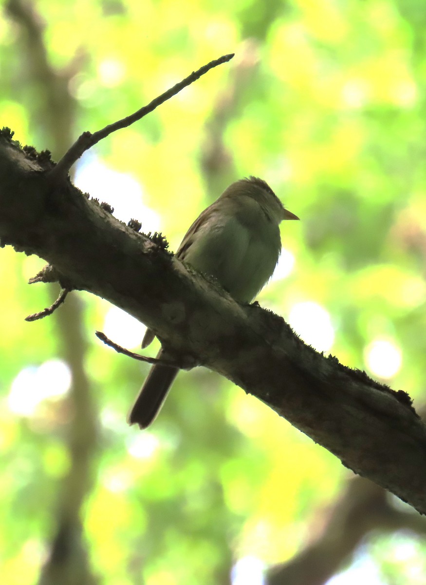 Acadian Flycatcher - Michael Bowen