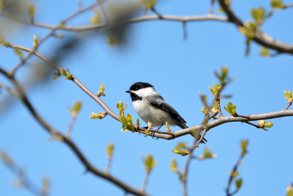 Black-capped Chickadee - Janette Vohs