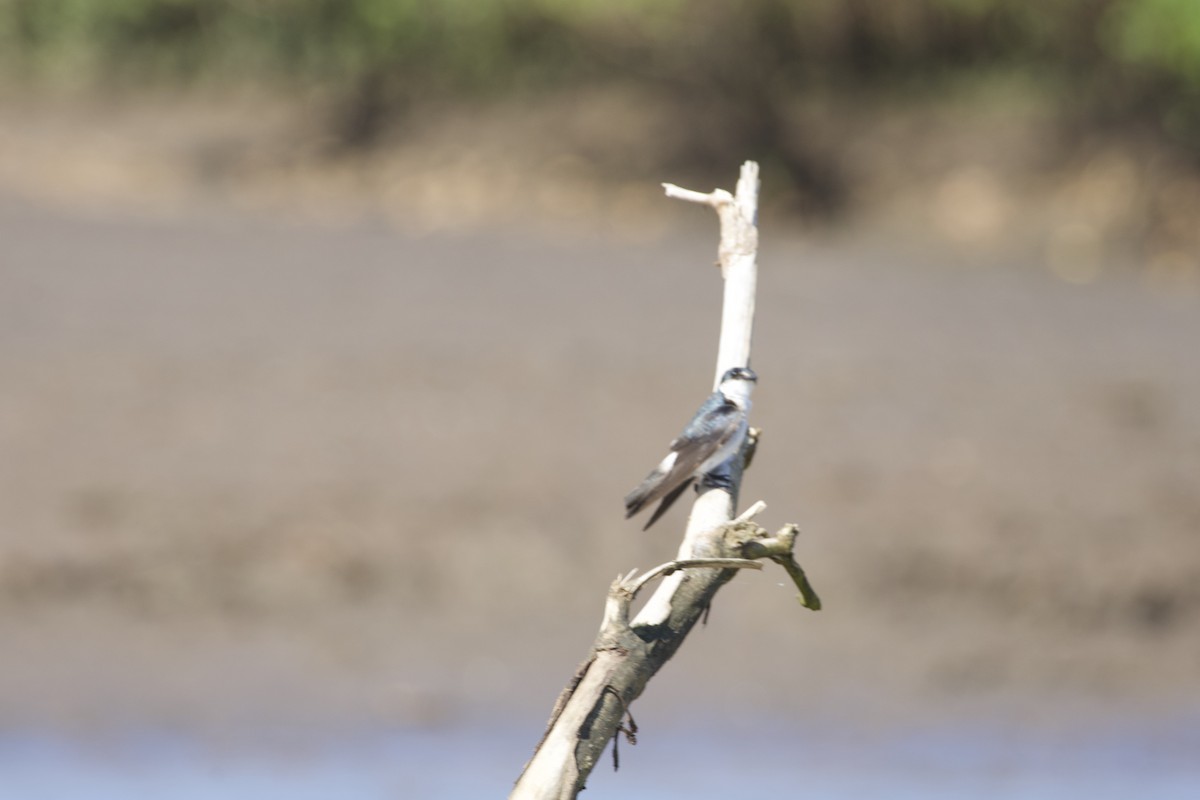 Mangrove Swallow - allie bluestein