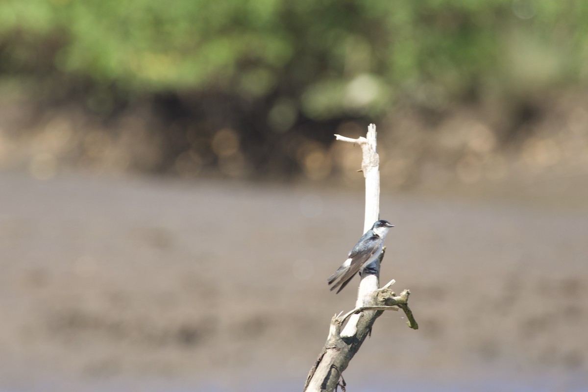 Mangrove Swallow - allie bluestein