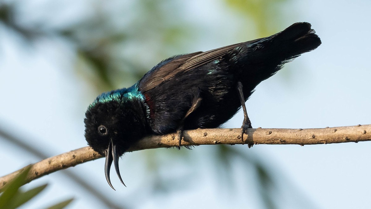 Purple Sunbird - Jean-Louis  Carlo