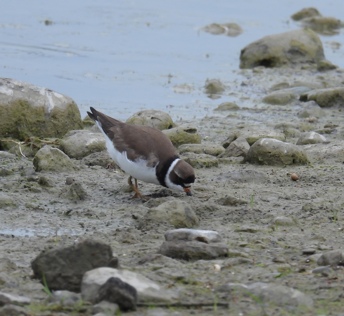 Semipalmated Plover - Hin Ki  & Queenie  Pong