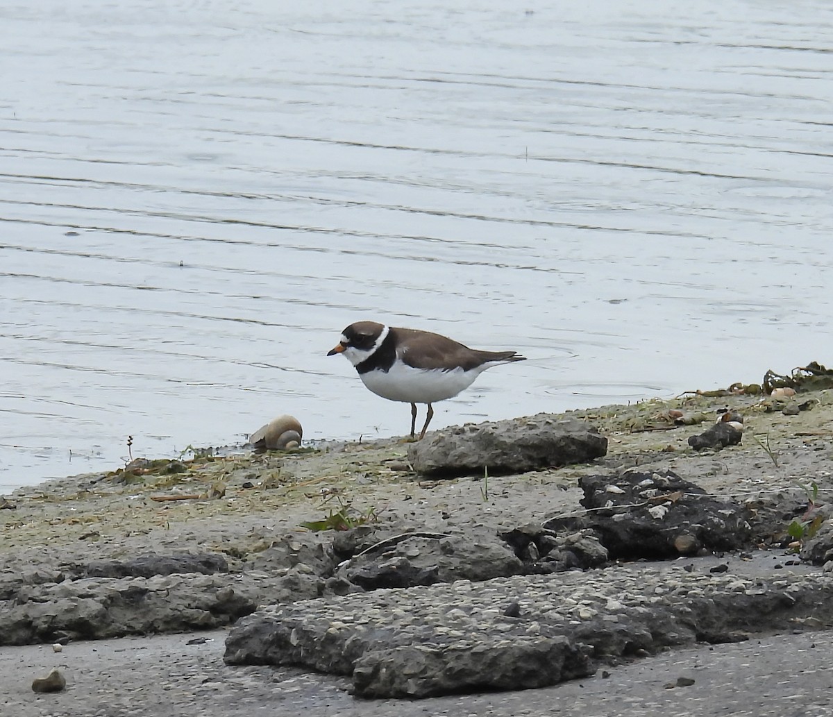 Semipalmated Plover - Hin Ki  & Queenie  Pong