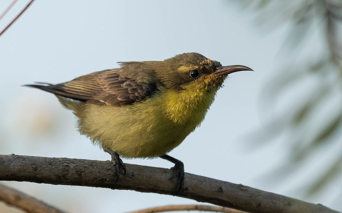 Purple Sunbird - Jean-Louis  Carlo