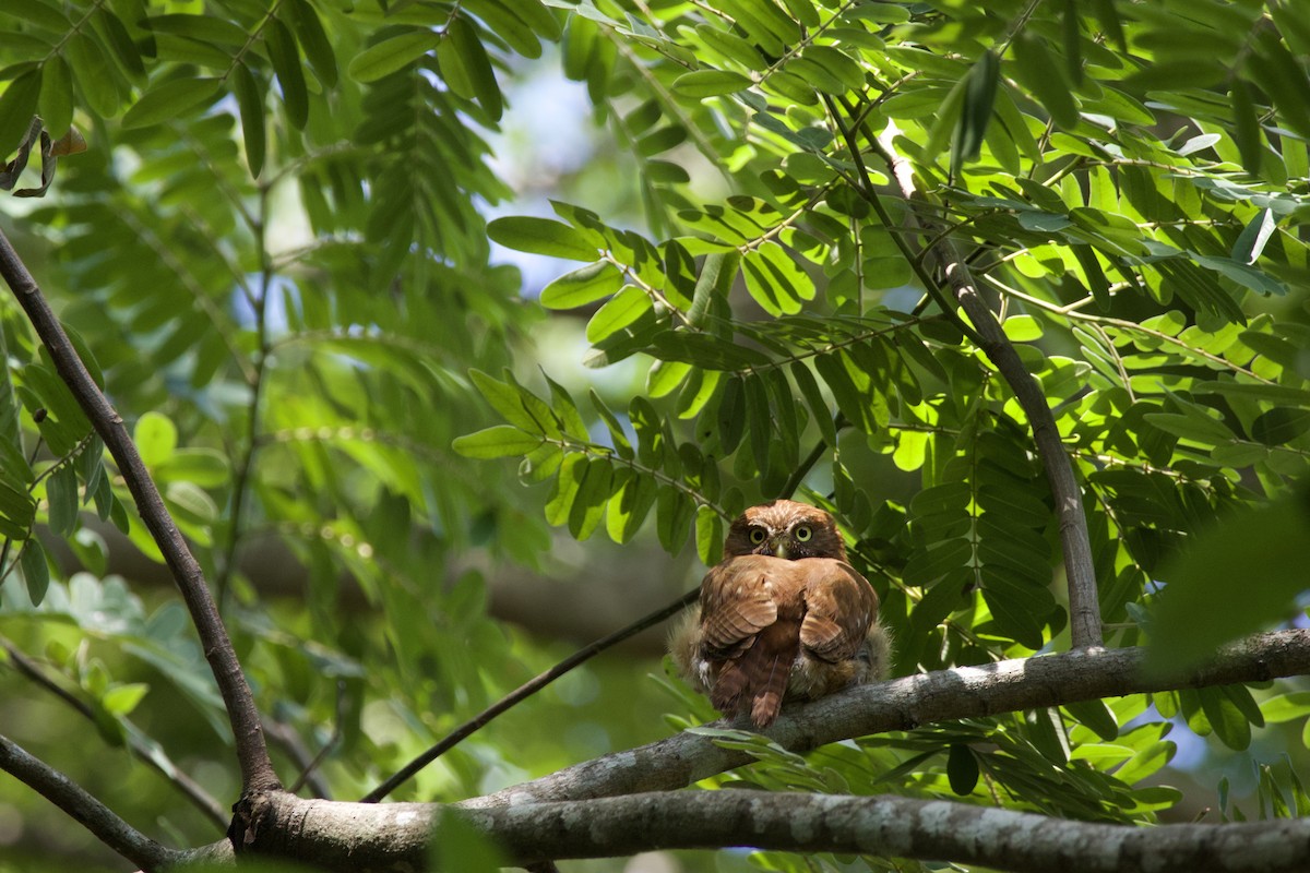 Ferruginous Pygmy-Owl - allie bluestein