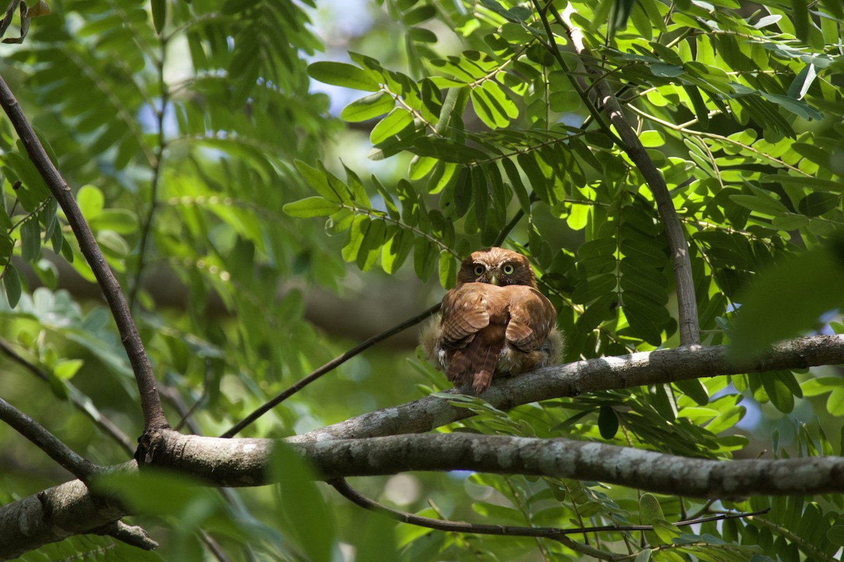 Ferruginous Pygmy-Owl - allie bluestein