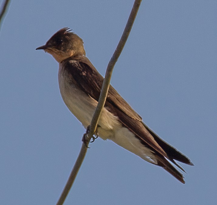 Southern Rough-winged Swallow - José Martín