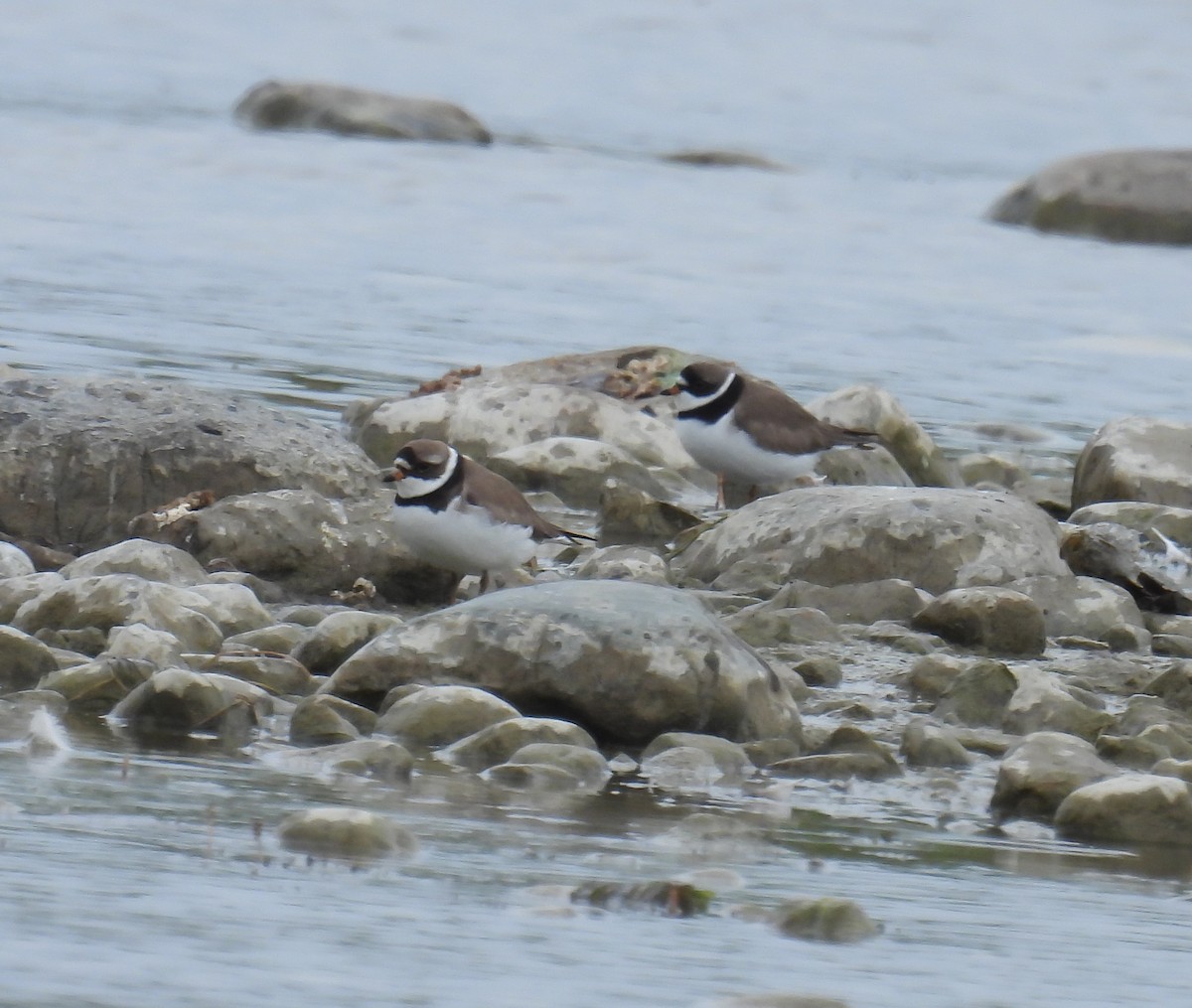 Semipalmated Plover - Hin Ki  & Queenie  Pong