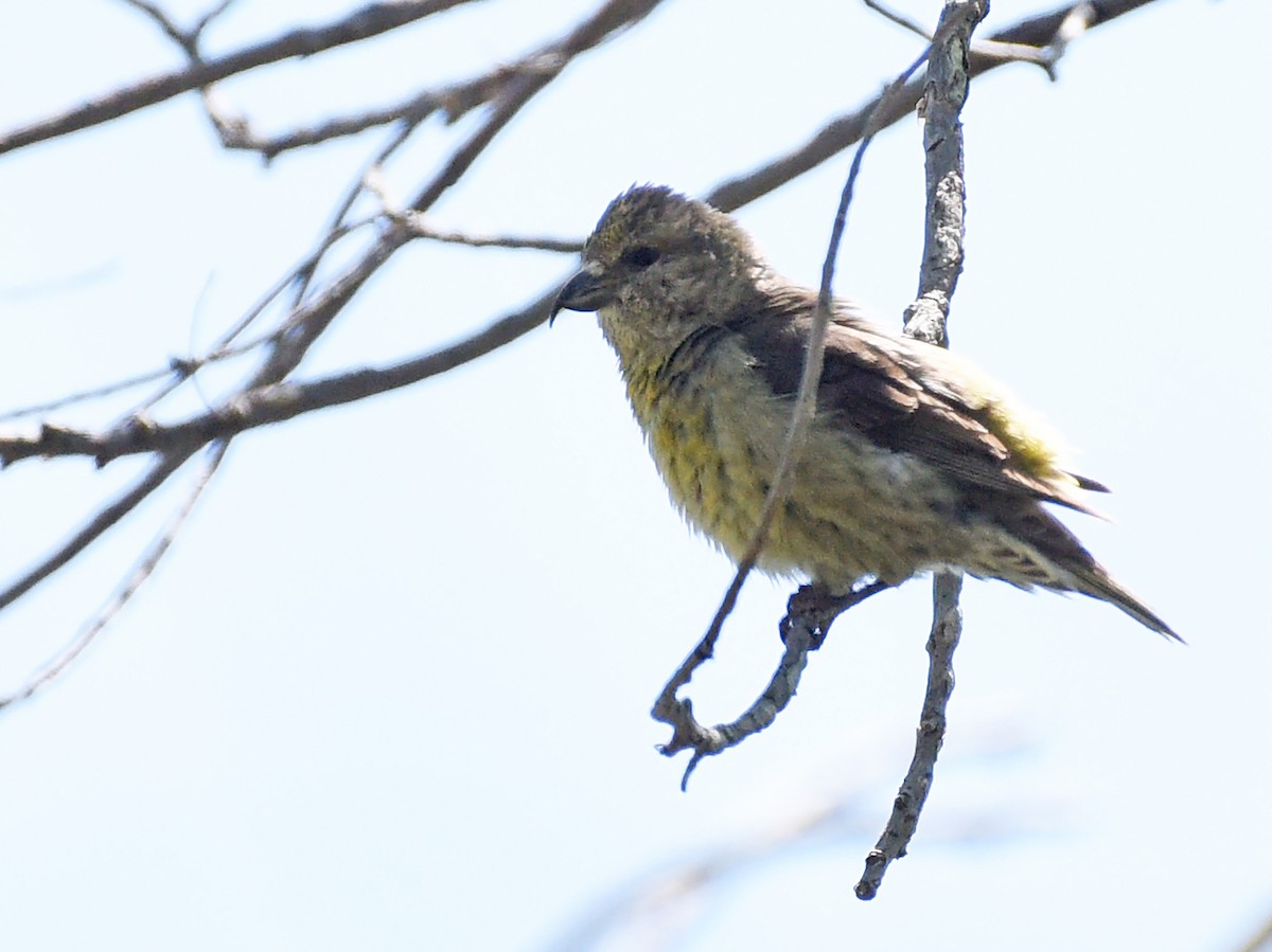 Red Crossbill - Steven Mlodinow