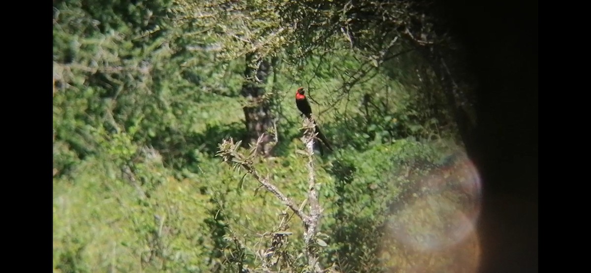 Red-cowled Widowbird - wilson watetu