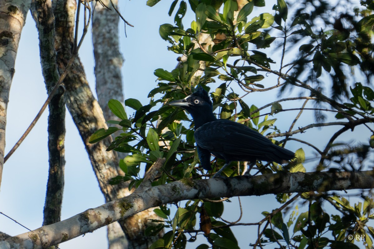 Amazonian Umbrellabird - ML619571059