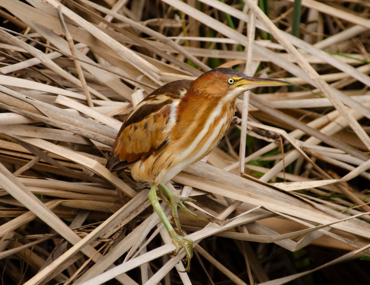 Least Bittern - Andrea Salas