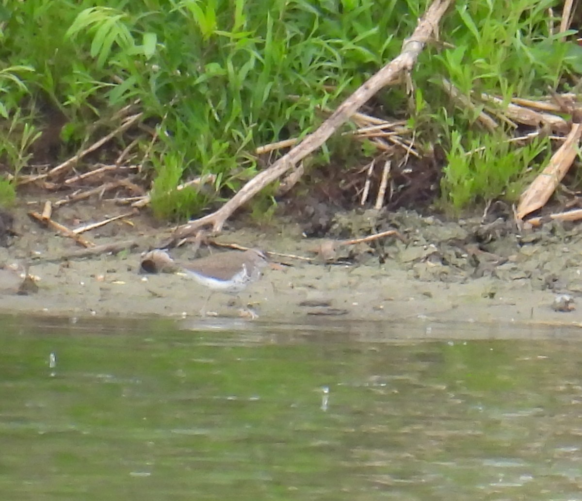 Spotted Sandpiper - Hin Ki  & Queenie  Pong