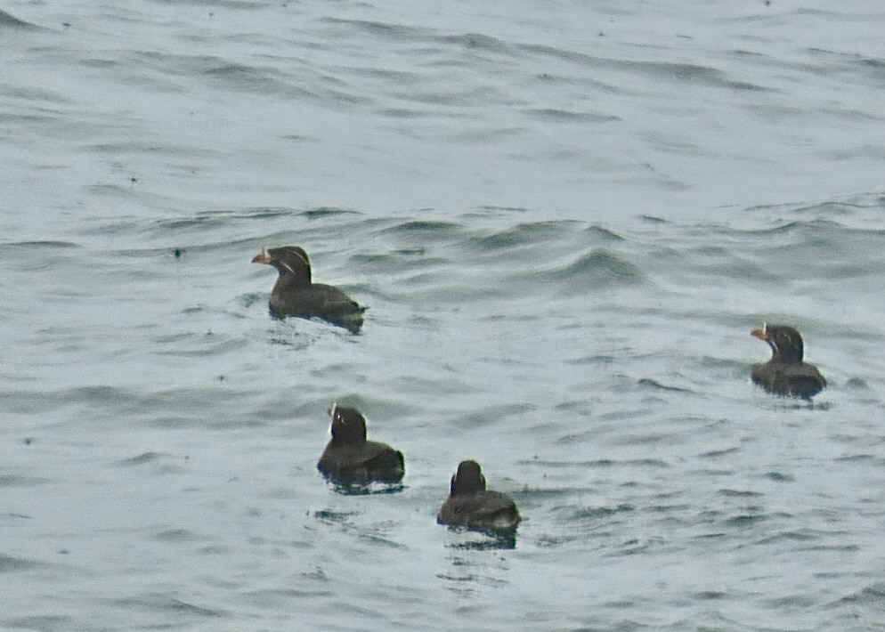 Rhinoceros Auklet - Nick A. Komar Jr.