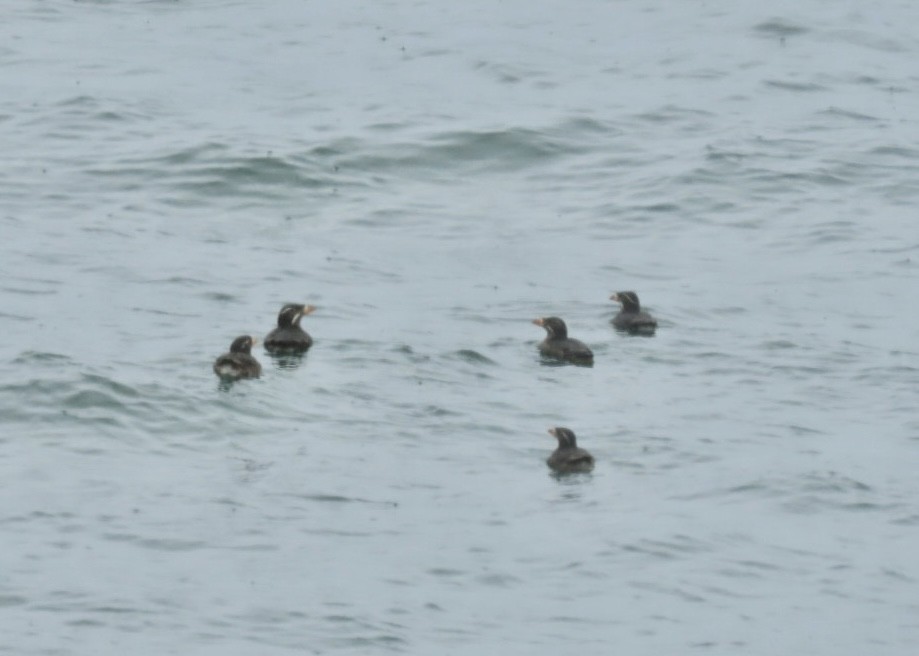 Rhinoceros Auklet - ML619571076