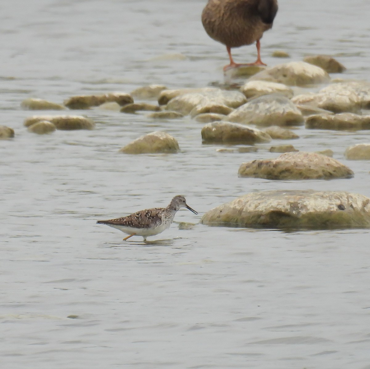 Lesser Yellowlegs - Hin Ki  & Queenie  Pong