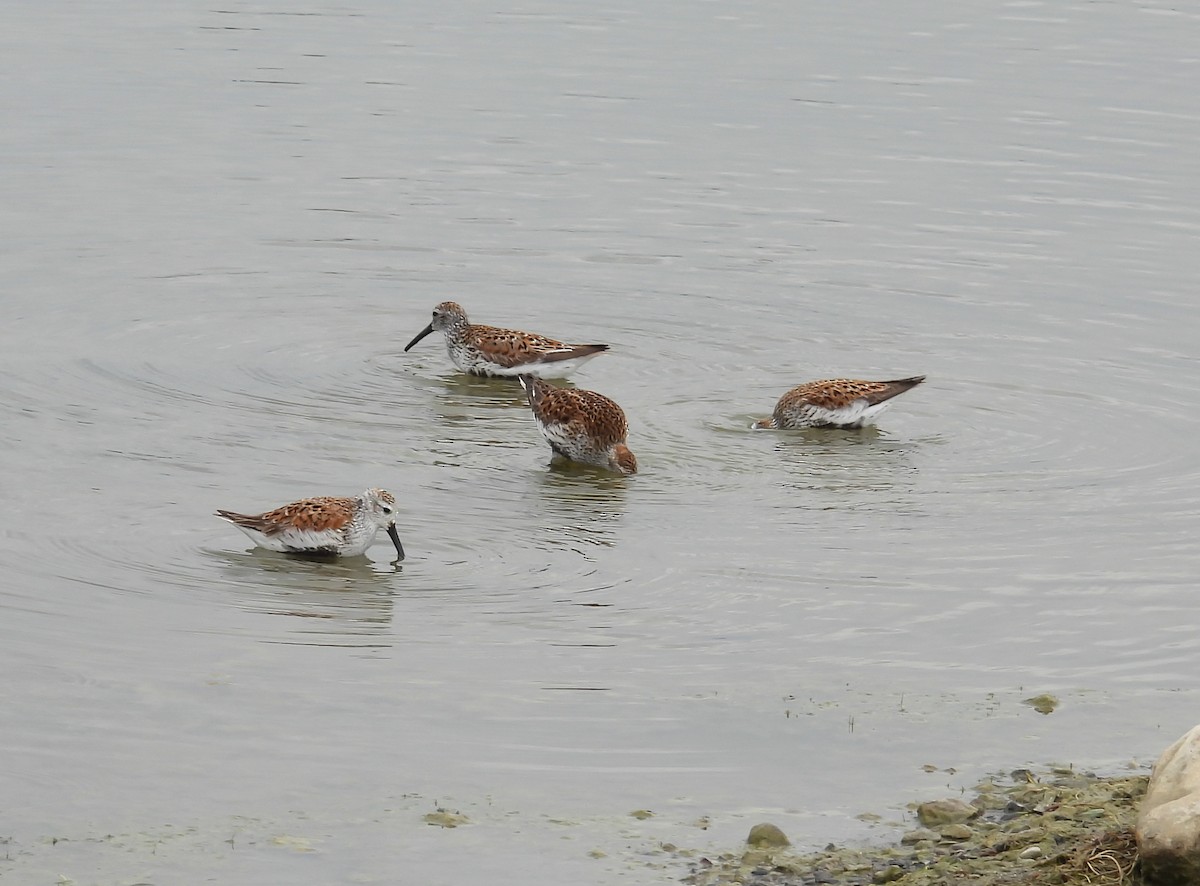 Dunlin - Hin Ki  & Queenie  Pong