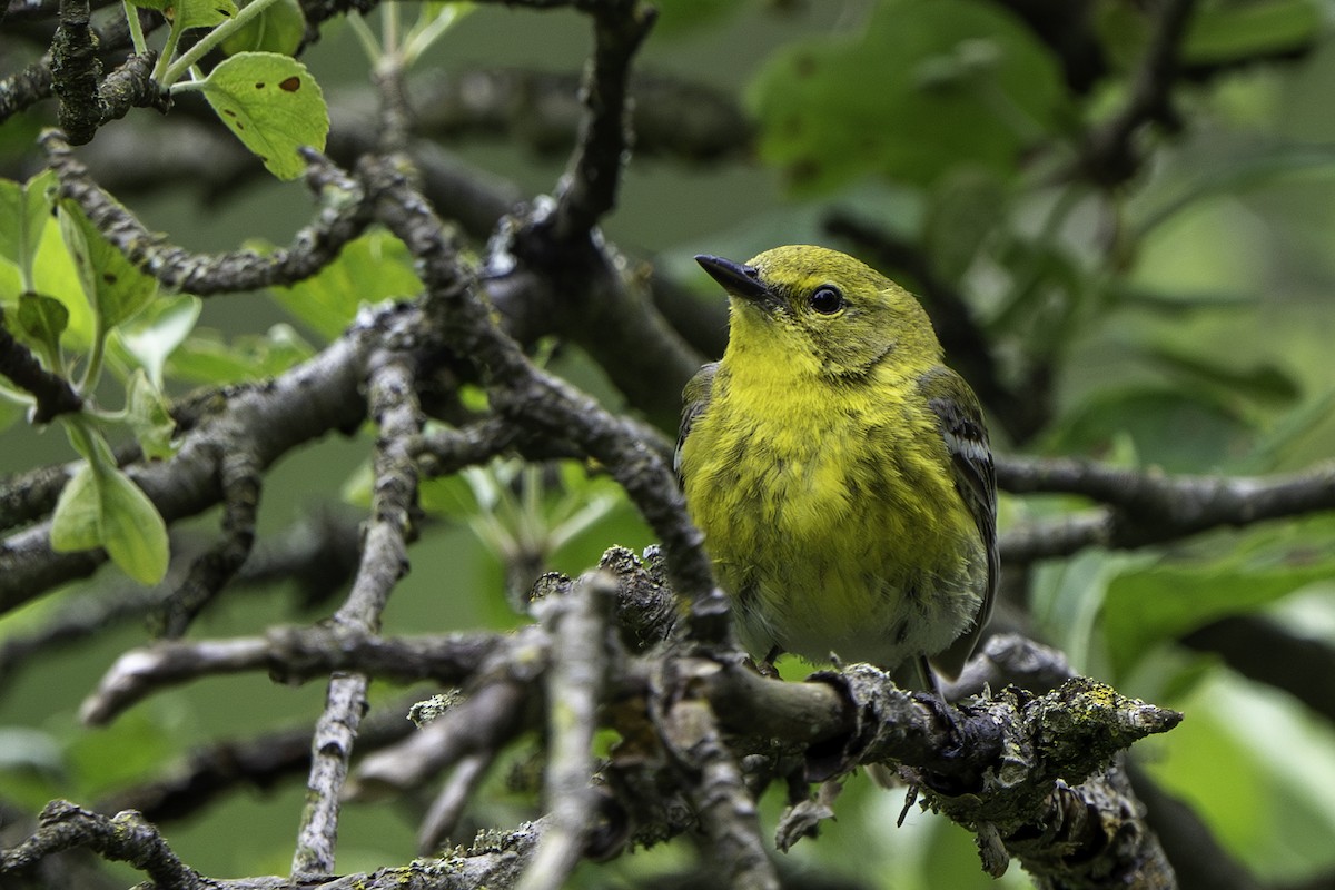 Pine Warbler - Ben Nieman