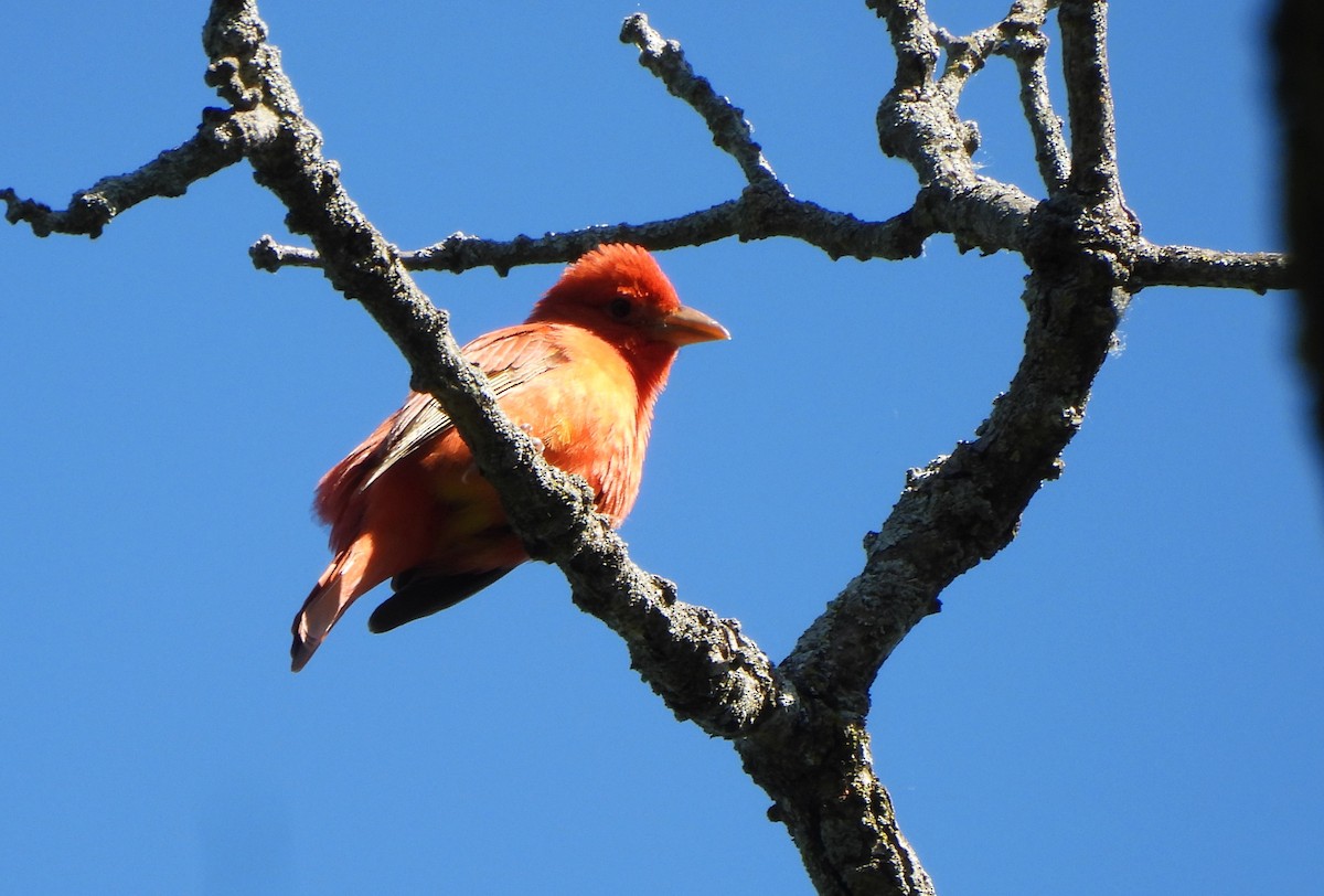 Summer Tanager - Lisa Pool