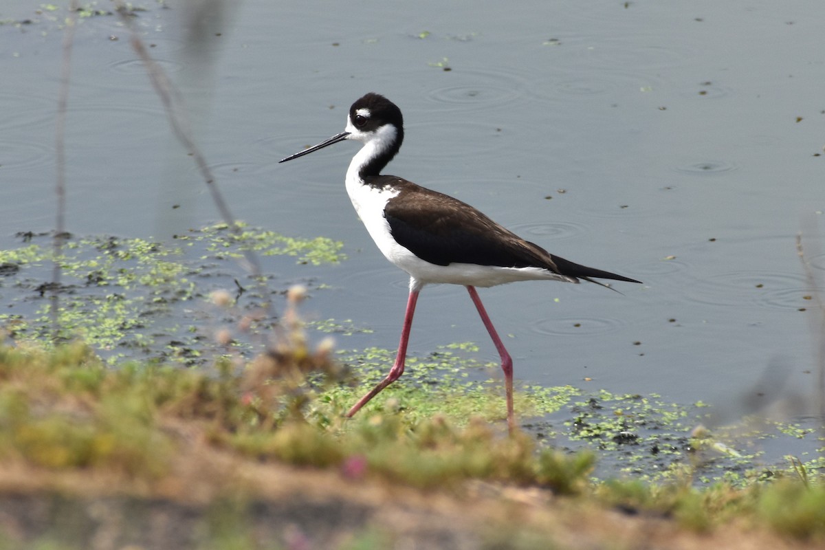 Black-necked Stilt - ML619571099