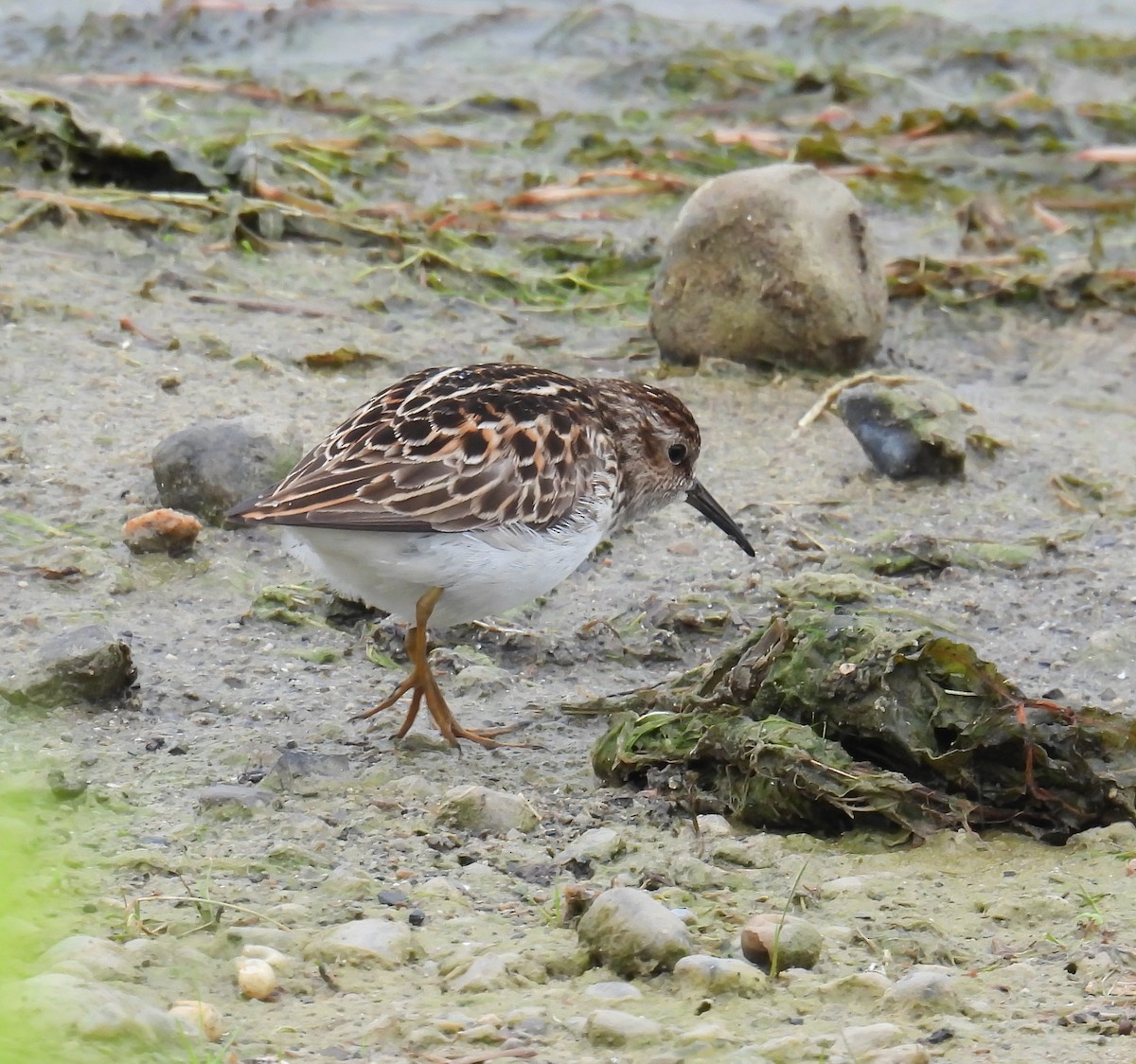 Least Sandpiper - Hin Ki  & Queenie  Pong