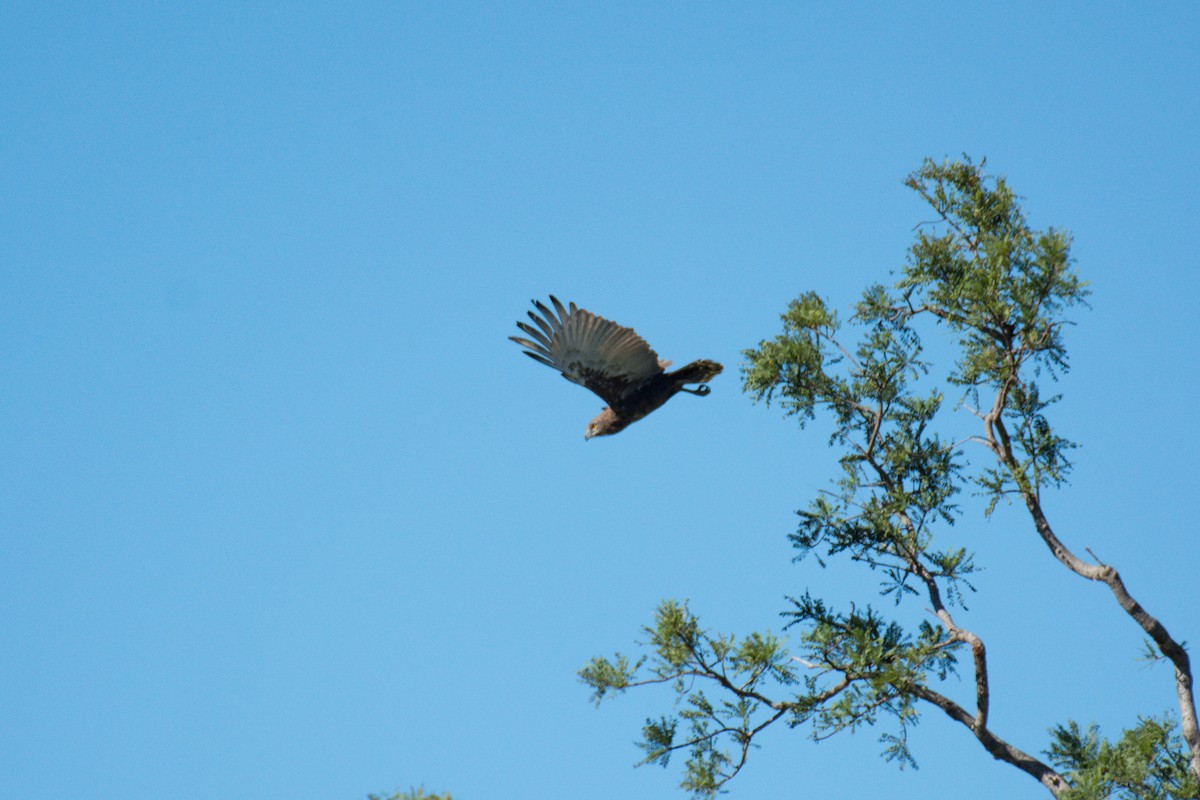 Brown Snake-Eagle - ML619571107