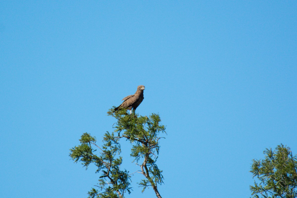 Brown Snake-Eagle - ML619571109