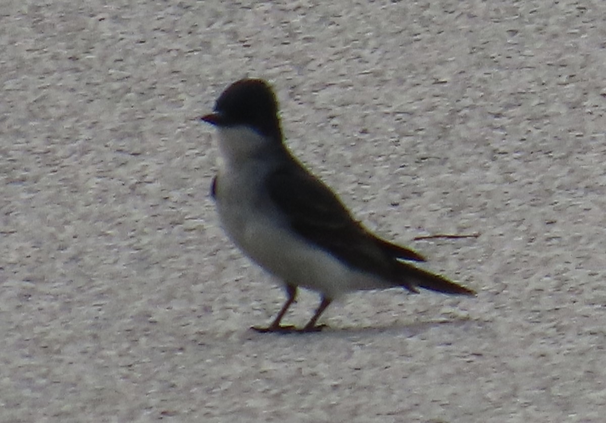 Eastern Kingbird - ML619571110