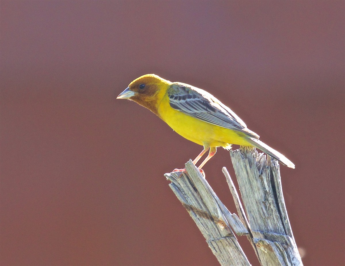 Red-headed Bunting - Ed Harper