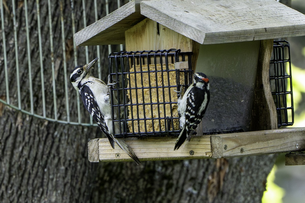 Hairy Woodpecker - Ben Nieman