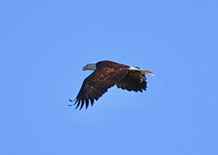 Bald Eagle - Nick A. Komar Jr.