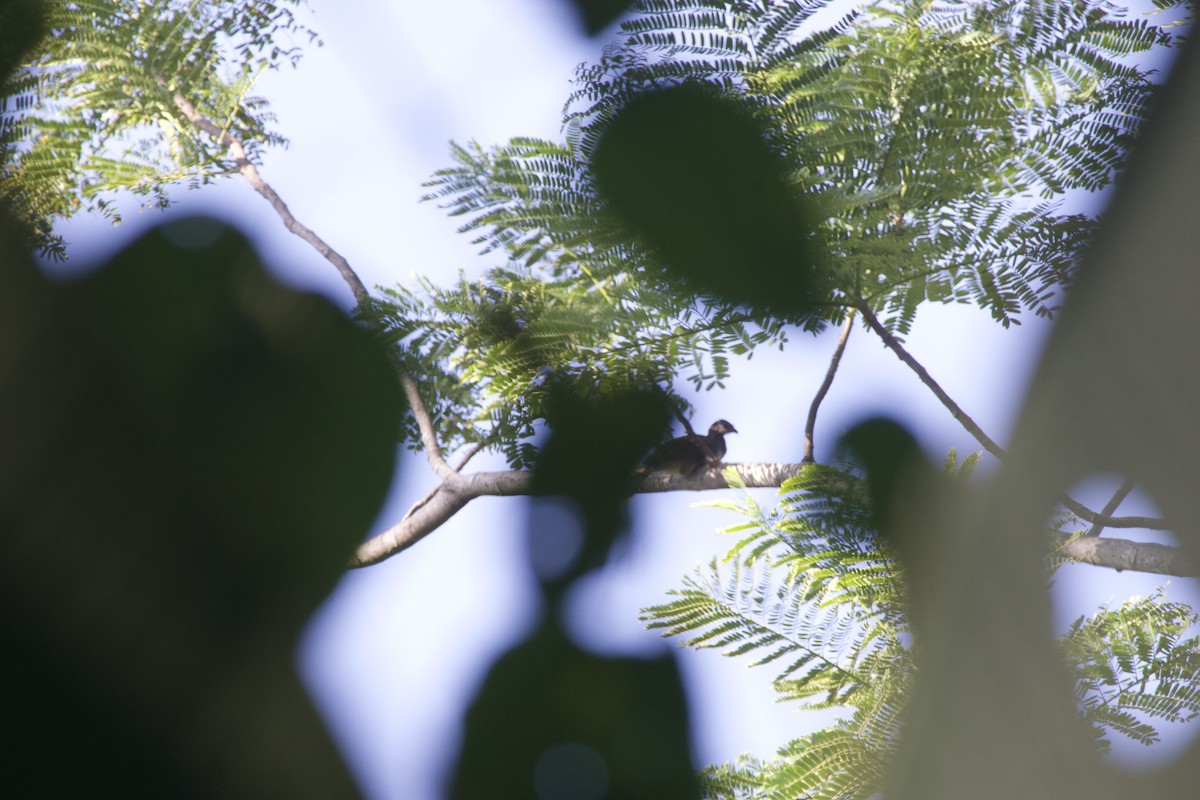 Gray-headed Chachalaca - allie bluestein