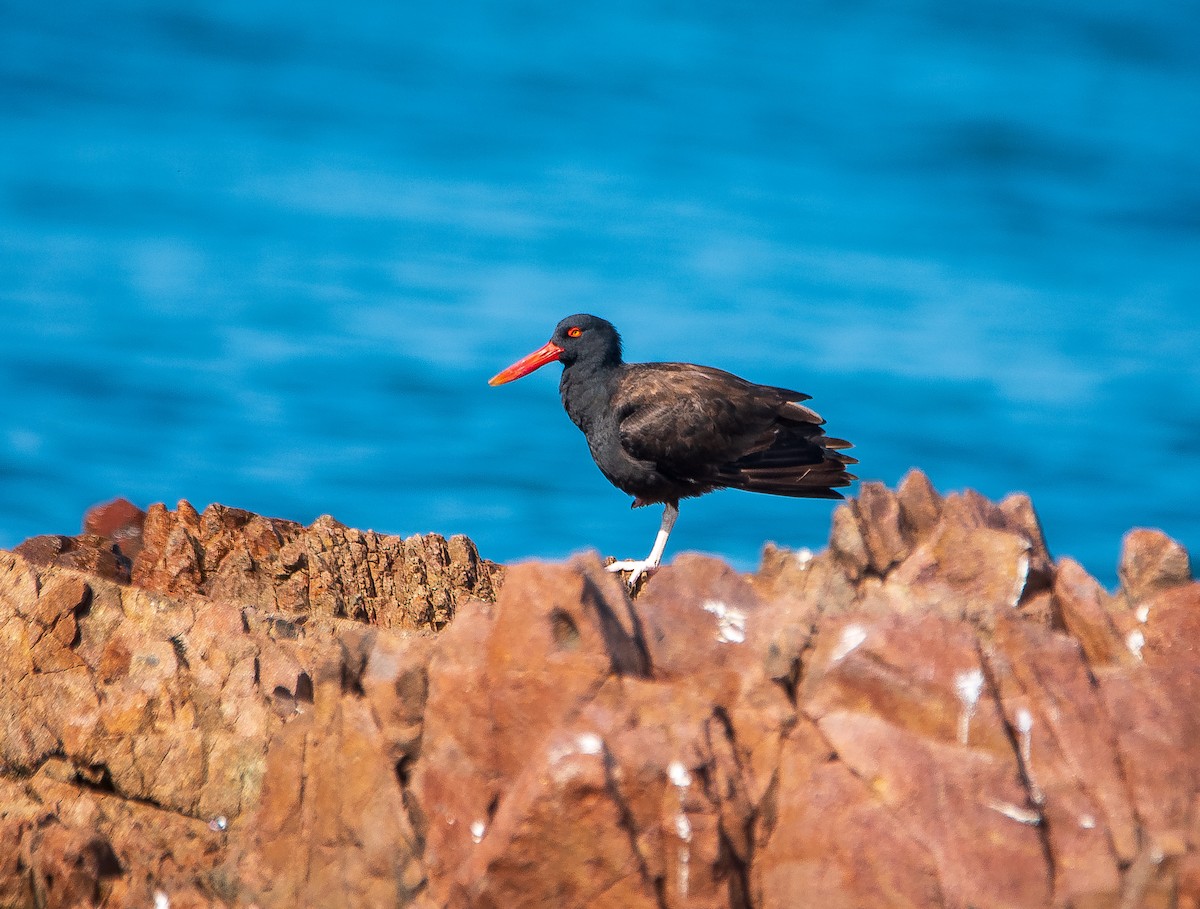 Blackish Oystercatcher - José Antonio Padilla Reyes