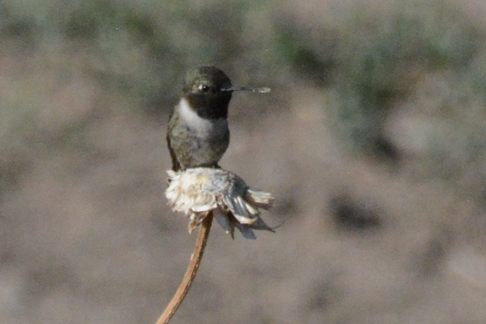 Black-chinned Hummingbird - Cathy Pasterczyk