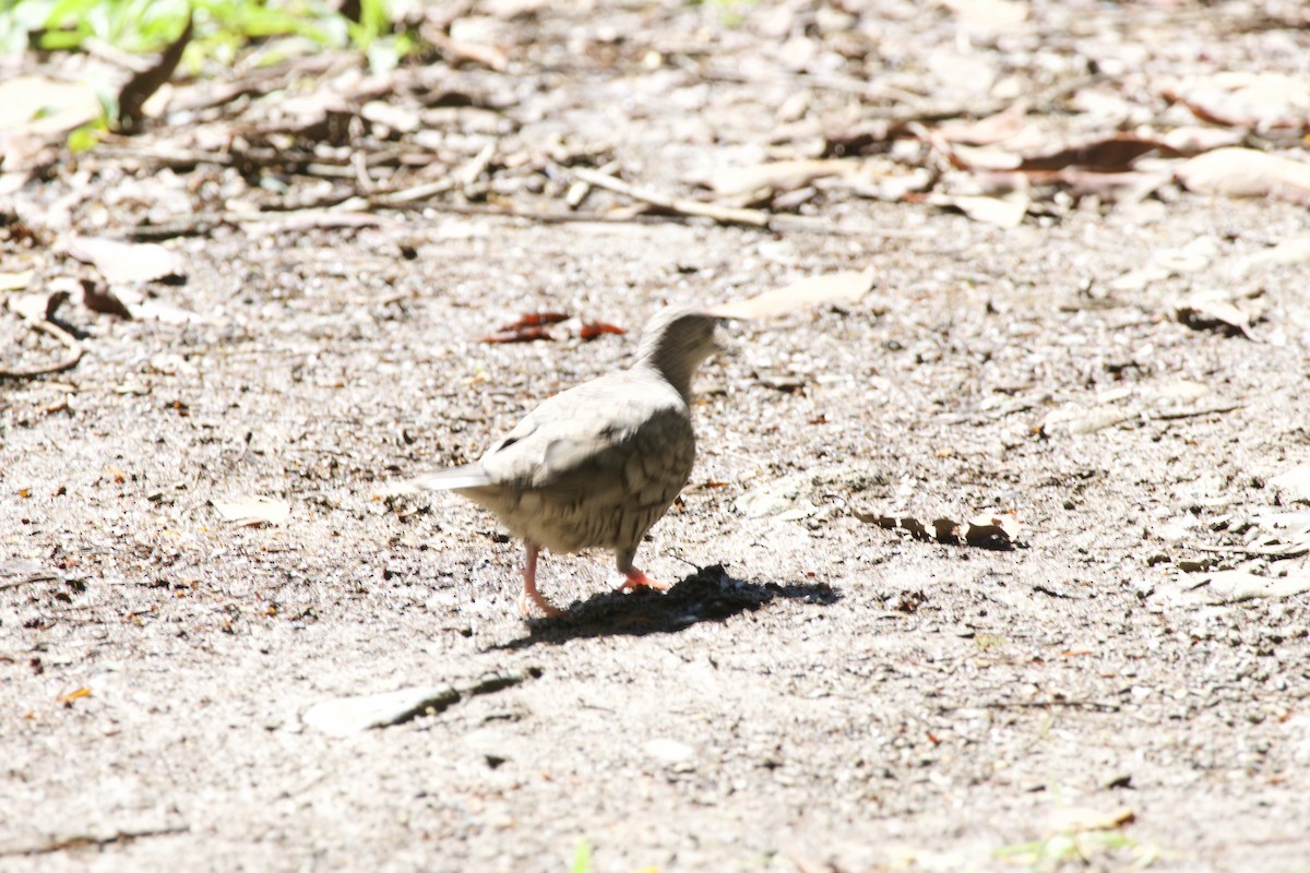 Inca Dove - ML619571131